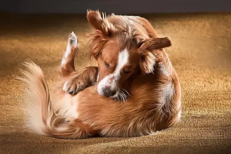 Hund kratzt sich ständig: 5 Hausmittel gegen Juckreiz bei Hunden