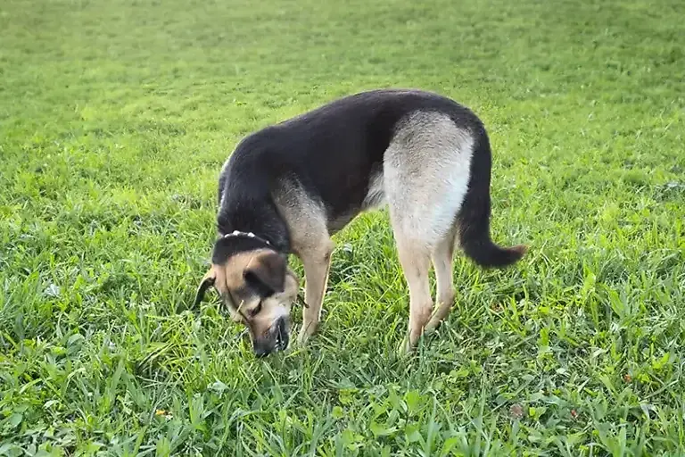 Gras fressen bei Hunden: 3 Hausmittel & Tipps vom Tierarzt