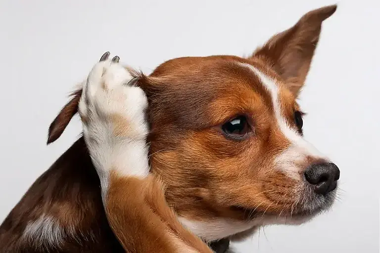 Dein Hund kratzt sich am Ohr? Diese 4 Hausmittel & Tipps vom Tierarzt helfen