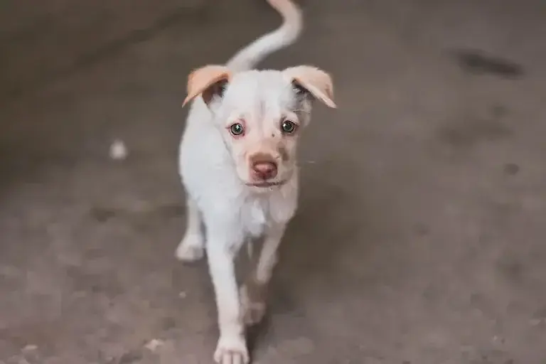 Hund mit Durchfall: 6 Hausmittel gegen Verdauungsprobleme