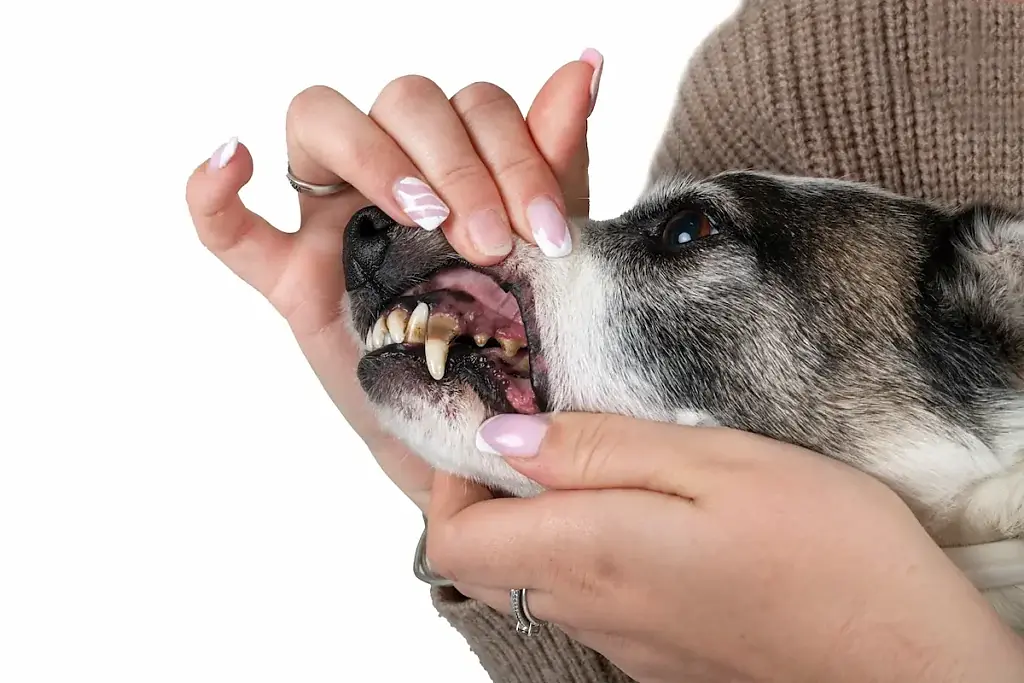 Parodontitis bei Hunden: Ursachen, Symptome & Behandlung