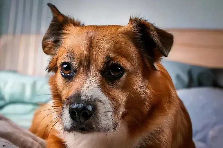 Was tun gegen Bauchschmerzen beim Hund: 5 Hausmittel