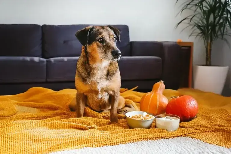 Verstopfung beim Hund lösen: 6 effektive Hausmittel