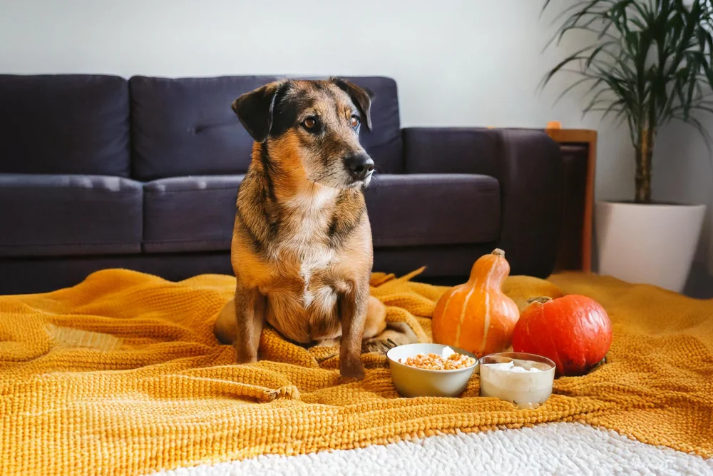Verstopfung beim Hund lösen: 6 effektive Hausmittel