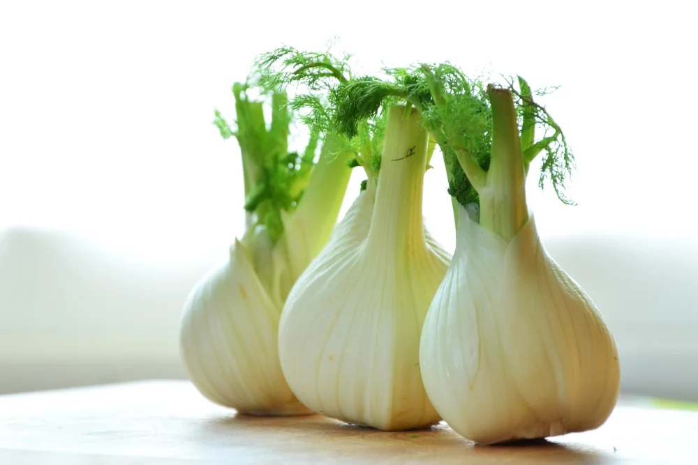 Fenchel für Hunde