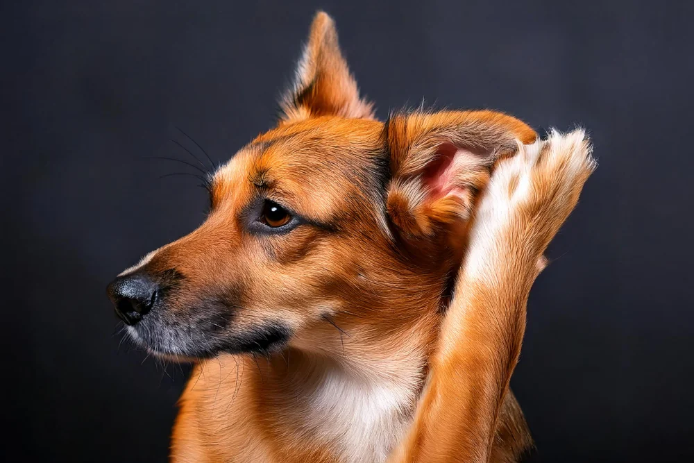 Futterunverträglichkeit Hund: Symptome an Ohren und Pfoten