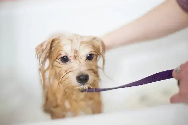 Stumpfes Fell beim Hund: Ursachen & 5 effektive Hausmittel