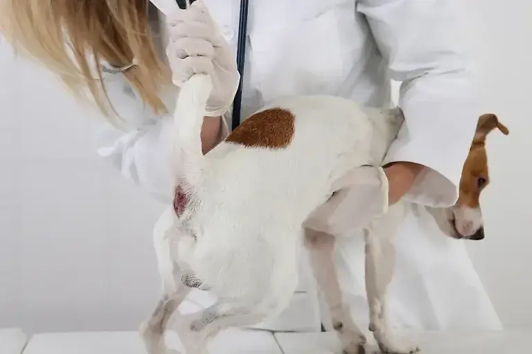 Verstopfte Analdrüsen beim Hund: Ursachen & 6 Hausmittel