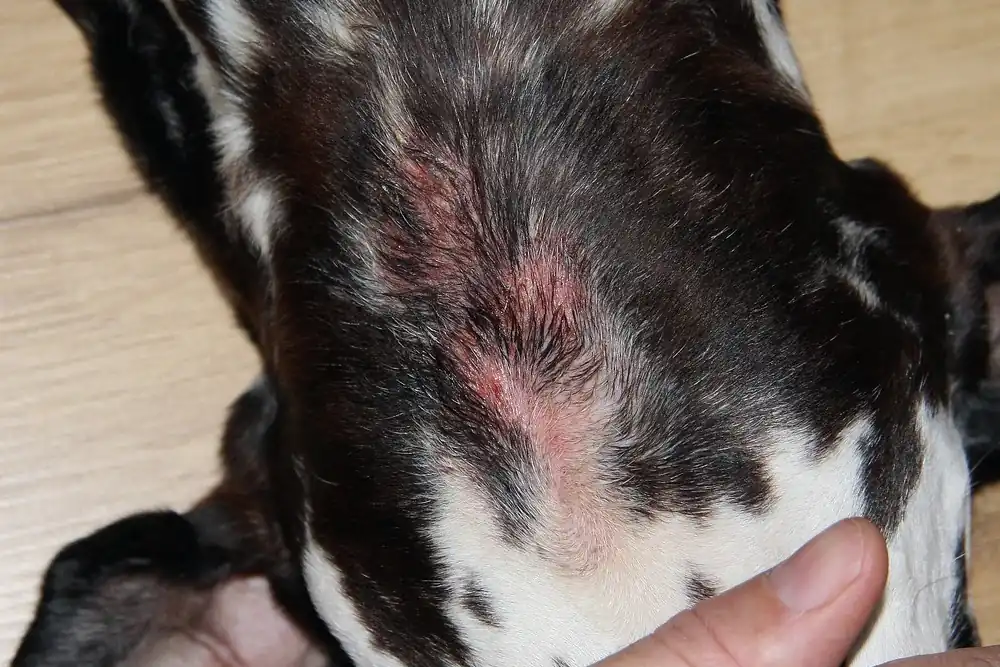Hotspots beim Hund: Ursache, Behandlung & 5 Hausmittel