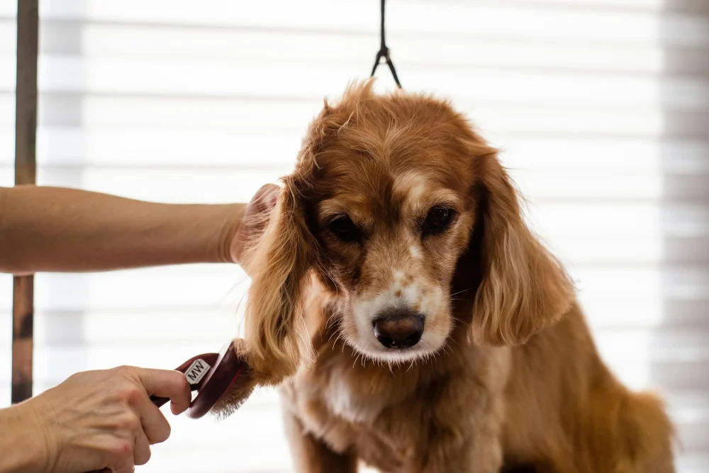 Trockene, schuppige Haut beim Hund: 5 effektive Hausmittel