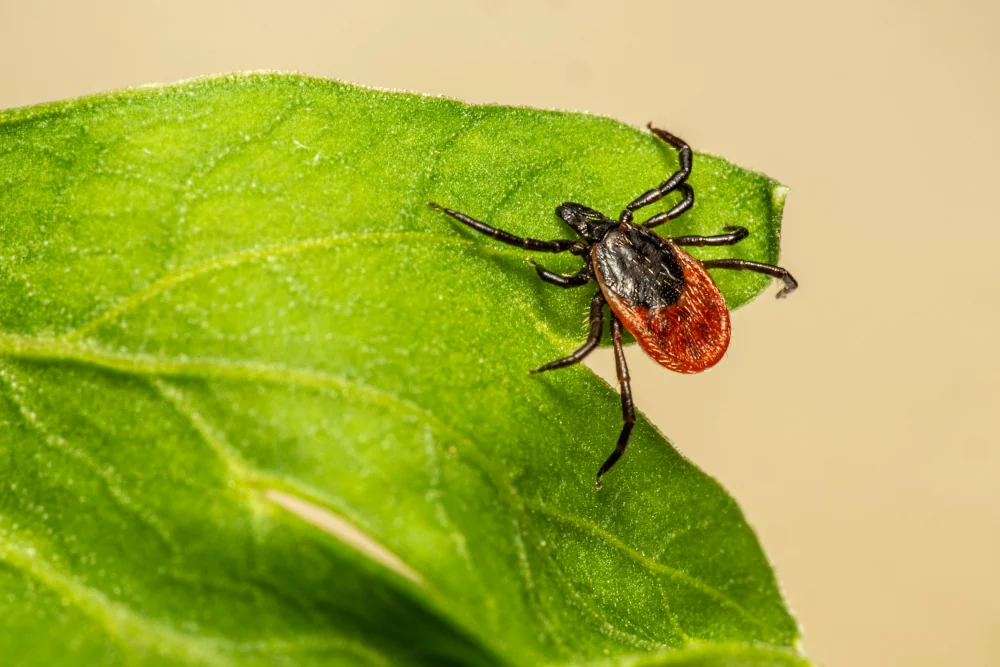 Borreliose beim Hund: Behandlung, Symptome und Tipps vom Tierarzt