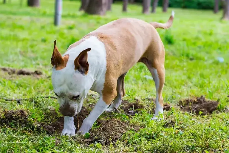 Hund frisst Erde: Ursachen, Lösungen & Tipps vom Tierarzt