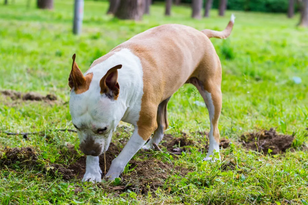 Hund frisst Erde: Ursachen, Lösungen & Tipps vom Tierarzt