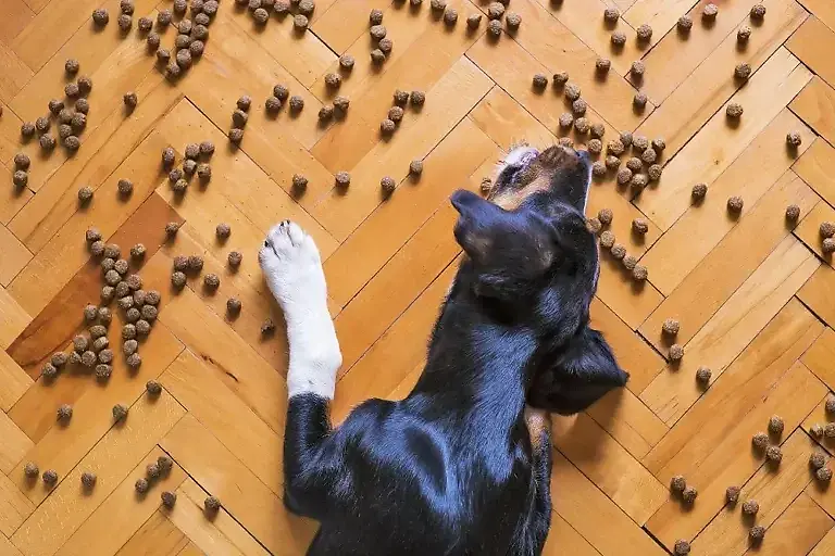 Schluckauf beim Hund: Ursachen, Lösungen & Tierarzt-Tipps