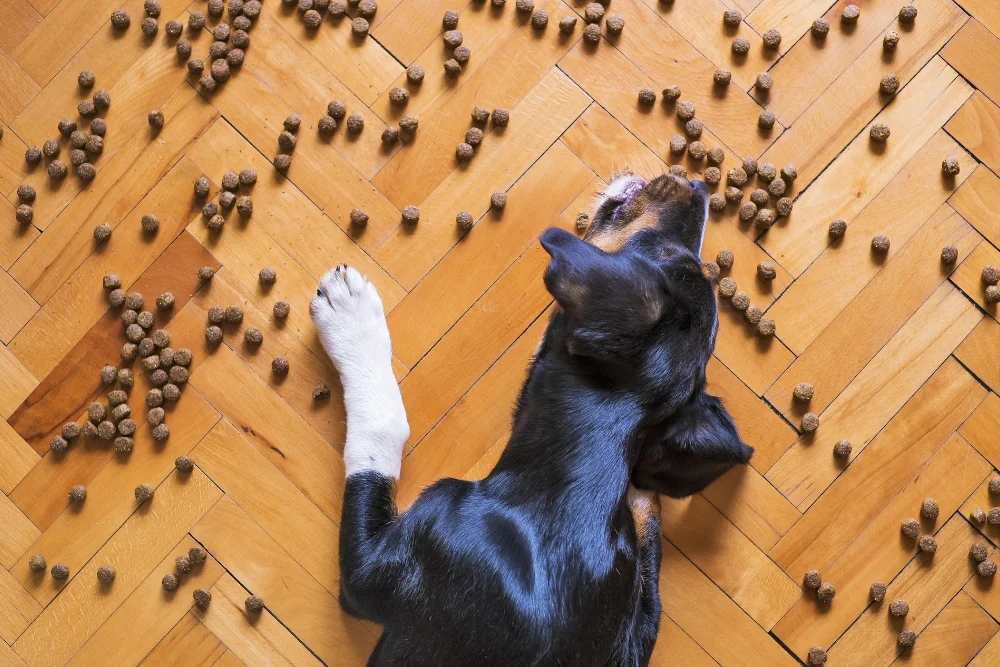 Schluckauf beim Hund: Ursachen, Lösungen & Tierarzt-Tipps