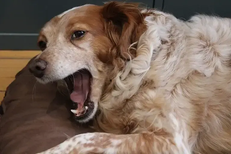 Stress bei Hunden abbauen: Tipps einer Tierärztin