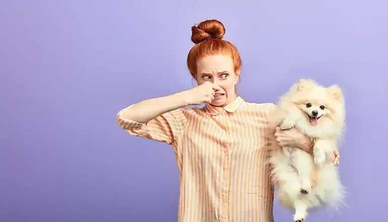 Stinkende Blähungen beim Hund: 6 Hausmittel & Tipps vom Tierarzt