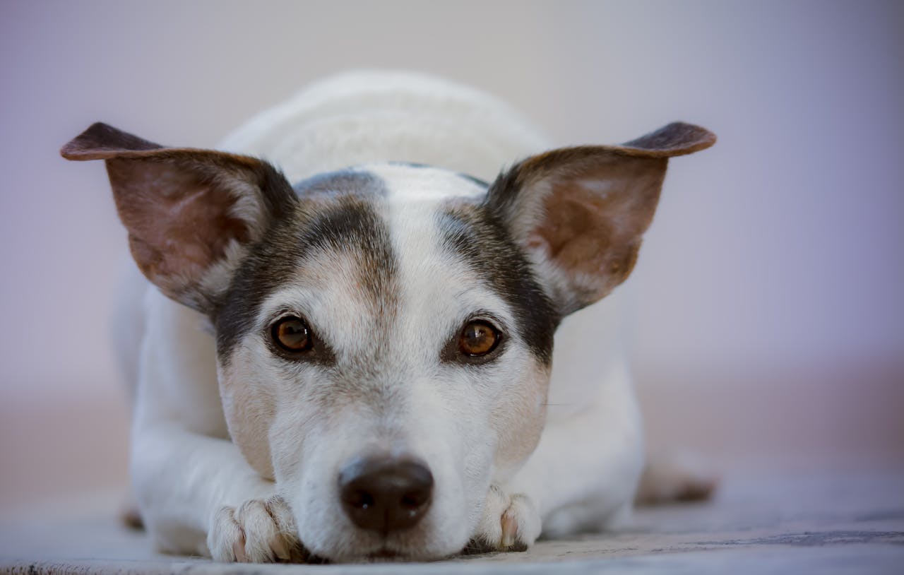 Ohrenentzündung Hund